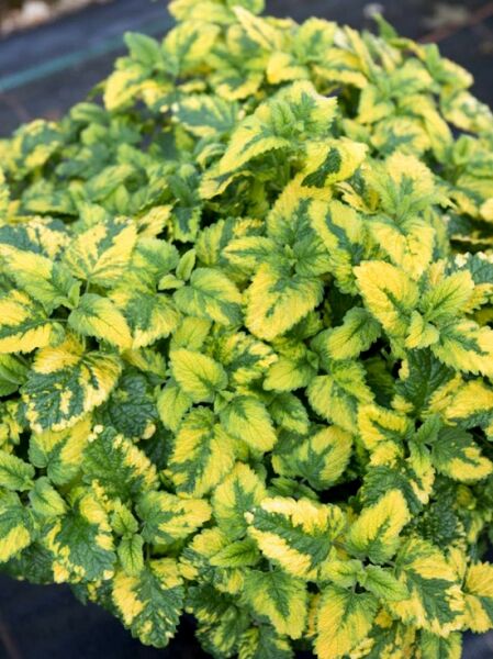 Buntblättrige Zitronen Melisse 'Aureovariegata' / Melissa officinalis 'Aureovariegata'