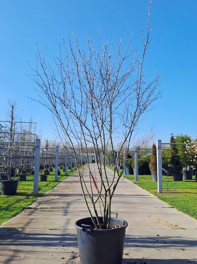 Kupfer-Felsenbirne 250 - 300 cm Schirmform / Amelanchier lamarckii (876165)
