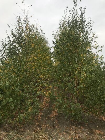 Sand-Birke (Betula pendula) 350–400 cm, mehrstämmiger Baum mit grünem Laub, schlanker Wuchsform in Baumschule.