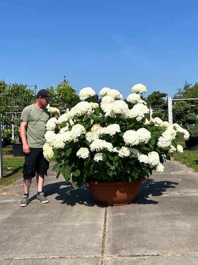 Schneeball-Hortensie 'Annabelle' 125-150 cm / Hydrangea arborescens 'Annabelle' (876274)