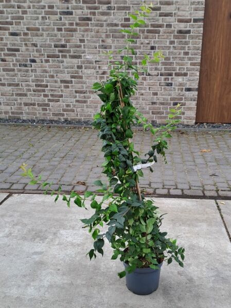 Kolkwitzia amabilis 'Pink Cloud' (Kolkwitzie/Perlmuttstrauch) 80-100 cm C12, grüner Strauch im Topf mit aufrechten Trieben