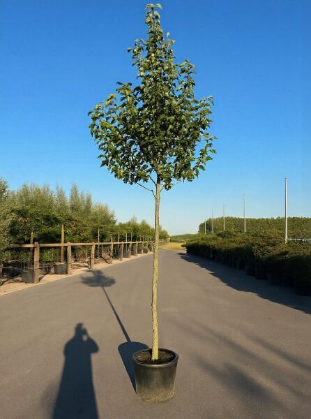 Pyrus communis 'Kaiser Alexander' – Birne 'Kaiser Alexander', Hochstamm 12-14 StU im Container, kräftiger Stamm mit belaubter Krone.