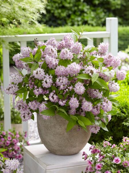 Deutzie 'Raspberry Sundae' / Deutzie 'Raspberry Sundae'