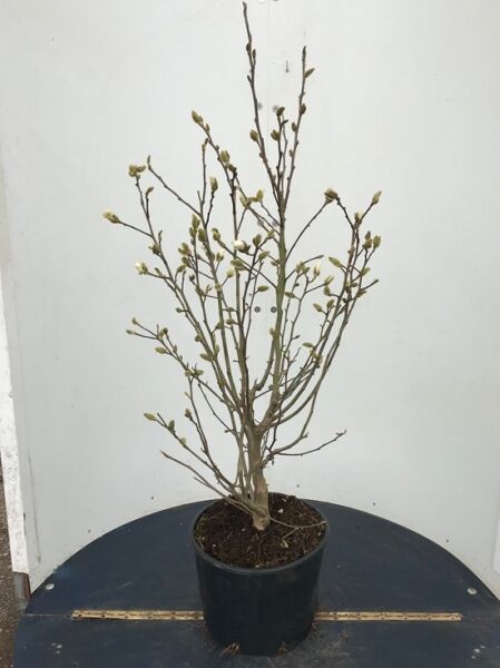 Magnolia stellata 'Royal Star' / Stern-Magnolie 'Royal Star' 80-100 cm C20 im Container, mehrtriebiger Strauch mit Knospen