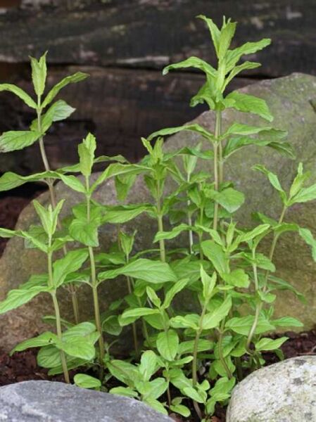 Krauseminze / Marrokanische Pfefferminze / Mentha spicata