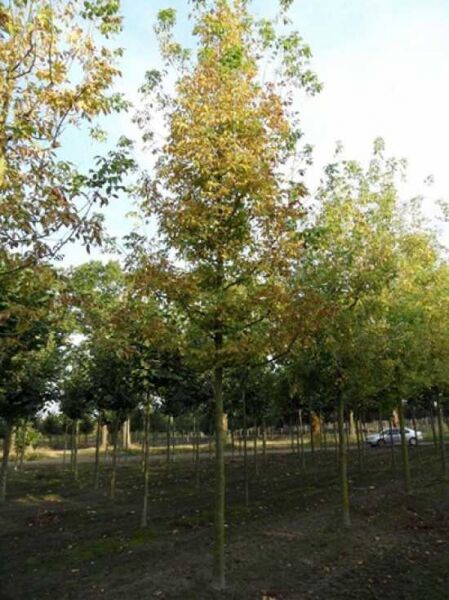 Eschen-Ahorn (Acer negundo) Hochstamm 30-35 StU, schlanker Stamm mit buschiger Krone und grünlichem Laub.