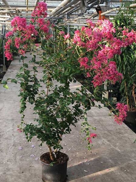 Lagerstroemia indica 'Fuchsia d'été'® / Indische Lagerströmie, 150–175 cm, im C20-Topf, verzweigter Strauch mit kräftig pinken Blütenrispen.