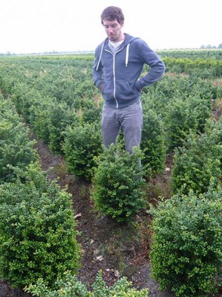 Löffel-Ilex / Japanischer Ilex 'Convexa' / Löffel-Ilex / Japanischer Ilex 'Convexa'