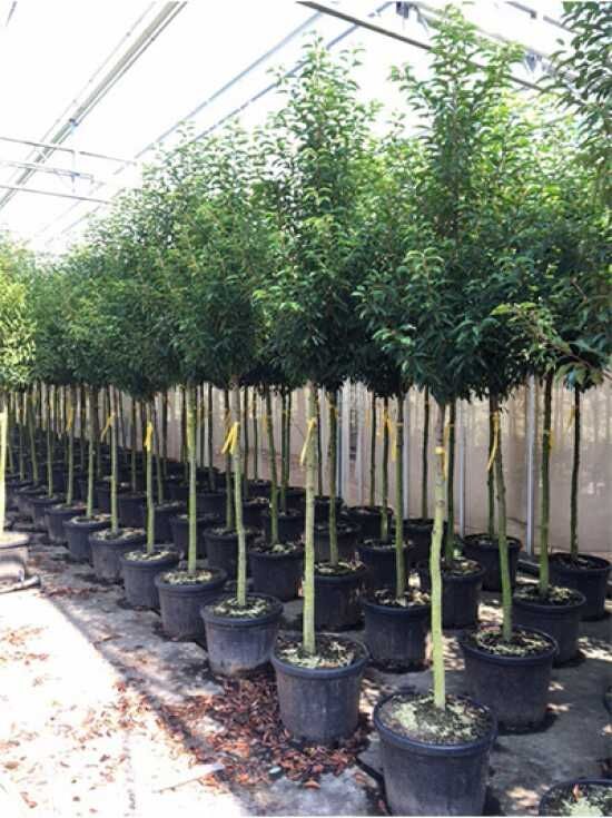 Portugiesischer Kirschlorbeer 'Angustifolia' 'Hochstamm' - Prunus  lusitanica 'Angustifolia 'Hochstamm'