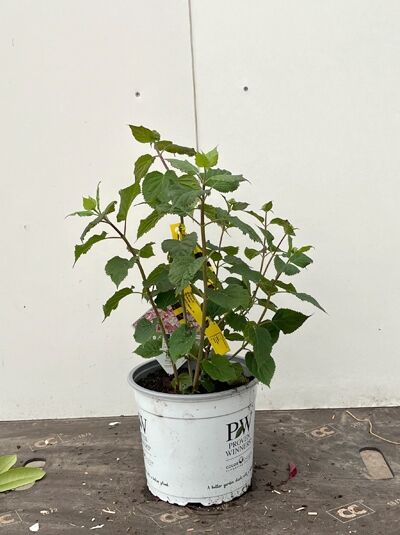 Schneeball-Hortensie 'Sweet Annabelle' ® / Schneeball-Hortensie 'Sweet Annabelle' ®