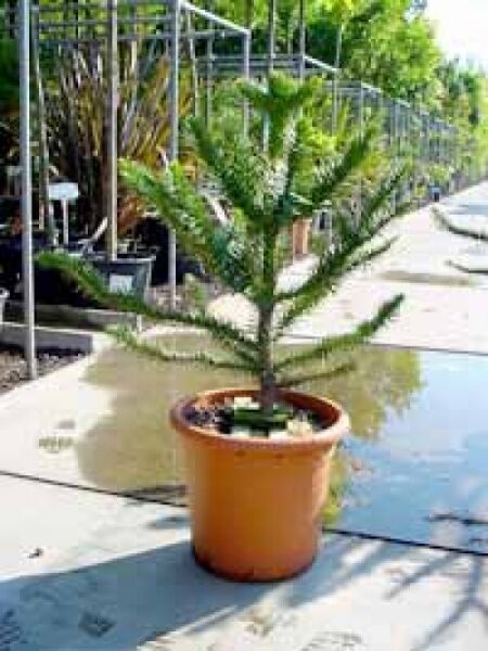 Chilenische Schmucktanne / Araukarie / Araucaria araucana