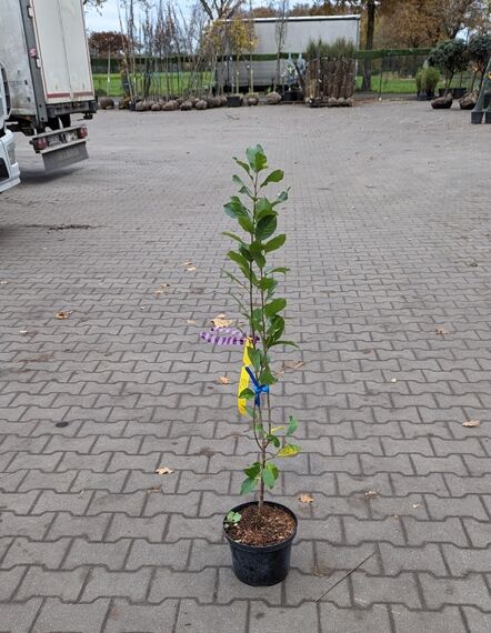 Prunus domestica 'Anja' / Säulen-Pflaume 'Anja' 60-80 cm C12, junger Säulenbaum im Topf mit aufrechtem Stamm und grünen Blättern.