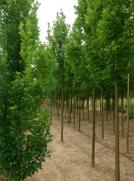 Säulen-Eiche Quercus robur 'Fastigiata Koster' Hochstamm 18-20 StU mit dichtem, säulenförmigem Wuchs und grünem Laub