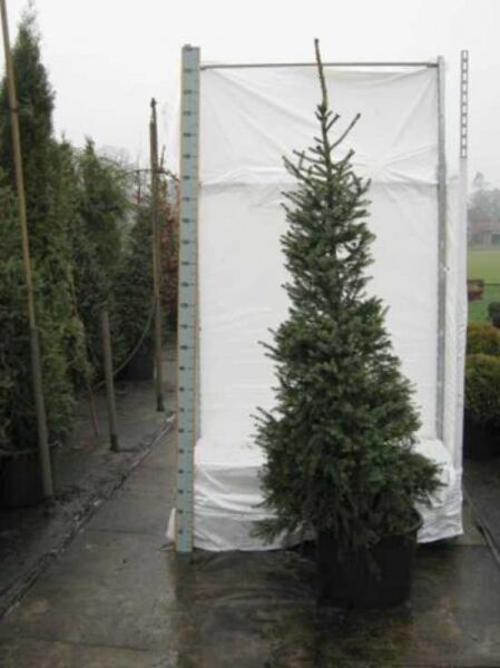 Picea omorika (Omorika-Fichte/Serbische Fichte) 175-200 cm C50, schlanke, aufrecht wachsende Fichte im Container