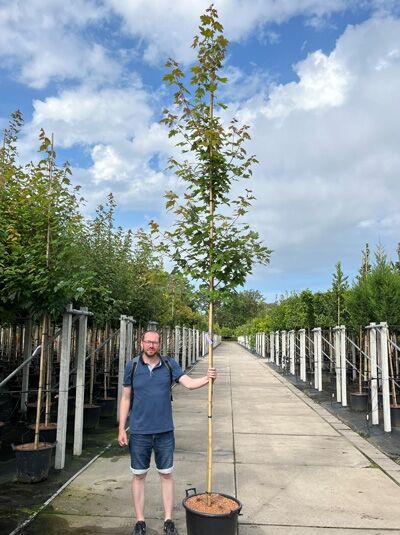 Rot-Ahorn (Acer freemanii 'Autumn Blaze') Hochstamm 8-10 StU im Container, schlanker Stamm mit aufrechter Krone und Laub.