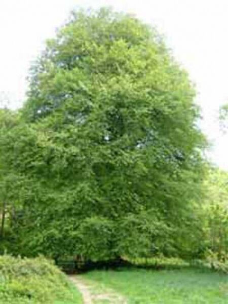 Rot-Buche / Fagus sylvatica