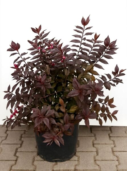 Weigela florida 'Minor Black®' / Dunkelrotblättrige Weigelie 'Minor Black®', Strauch im Container C20, 80–100 cm, dunkelrote Blätter.