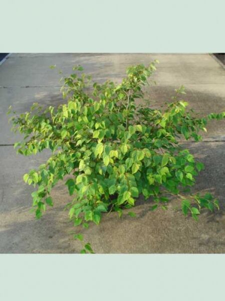 Corylopsis pauciflora (Glockenhasel/Schlüsselblumenstrauch) 60–80 cm C10, buschiger Strauch im Container mit grünem Laub.