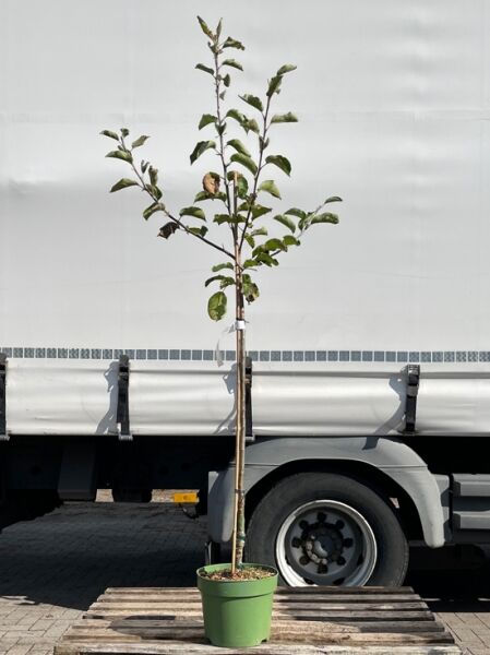 Apfel 'Gelber Köstlicher' (Malus domestica 'Golden Delicious') Halbstamm C7 im Topf mit Stamm und belaubten Trieben