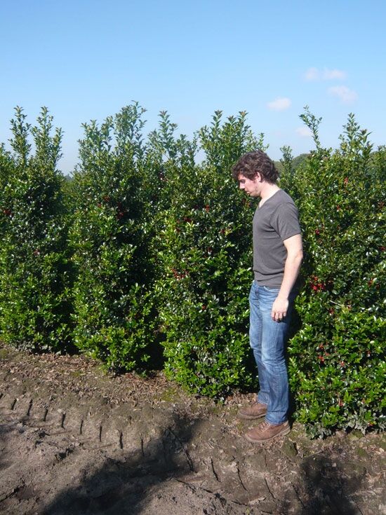 Stechpalme 'Heckenfee' - Ilex meserveae 'Heckenfee' - Baumschule NewGarden