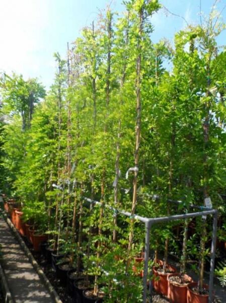 Chinesischer Blauregen 'Prematura' / Chinesischer Blauregen 'Prematura'