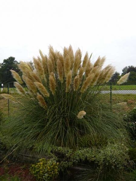Cortaderia selloana 'Mini Goldpampas' / Zwerg Pampasgras
