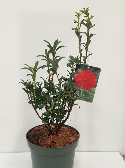 Azalea luteum 'Nabucco' (Knap-Hill) / Laubabwerfende Azalee 'Nabucco' 30-40 cm C5 im Topf mit grünen Blättern und Trieben