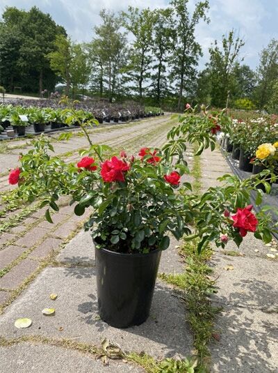 Bodendeckerrose 'Sorrento' (Rosa 'Sorrento ®') im C5-Container, roter Blütenflor und grünes Laub