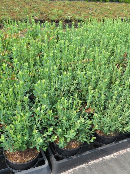 Moorbeere / Vaccinium uliginosum