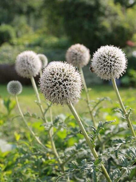 Weißwollige Kugeldistel 'Arctic Glow' / Echinops sphaerocephalus 'Arctic Glow'