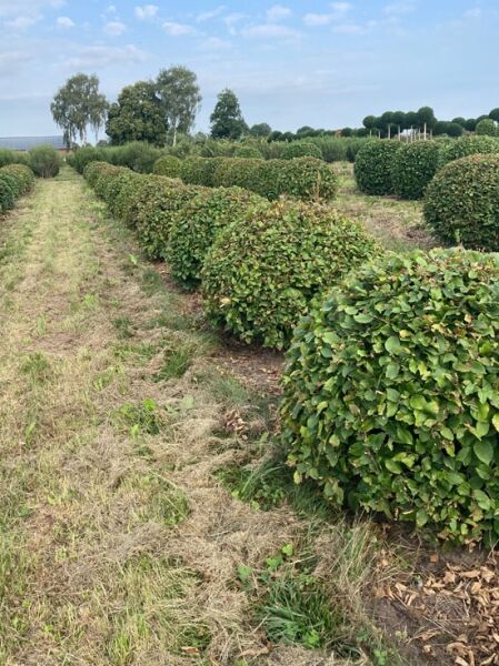 Carpinus betulus 'Kugel' / Hainbuche 'Kugel' 100-120 cm m. Db., kugelförmig geschnittener Strauch mit grünem Laub im Feldbestand
