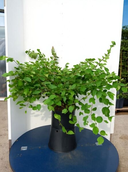 Corylopsis pauciflora (Glockenhasel/Schlüsselblumenstrauch) 60-80 cm C20, grüner Strauch im schwarzen Pflanzcontainer