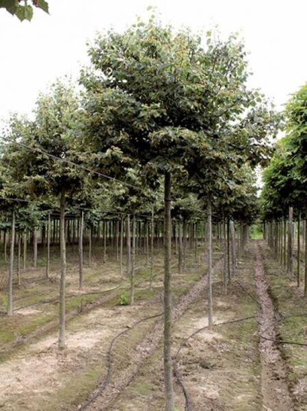 Tilia cordata 'Green Globe' / Kugel-Winter-Linde