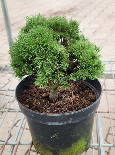 Pinus mugo 'Mini Mops' / Zwerg-Kugel-Kiefer 'Mini Mops', kompakte Kugelform im Topf, 20–25 cm, C5