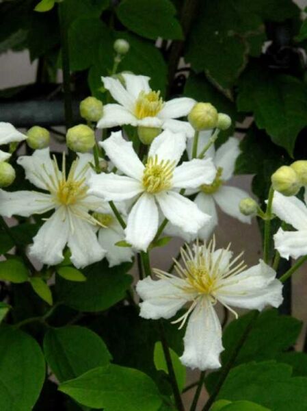 Clematis fargesioides 'Paul Farges' ('Summer Snow') / Waldrebe 'Paul Farges'