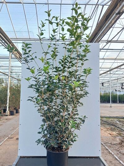 Spätsommer-Duftblüte / Osmanthus fortunei