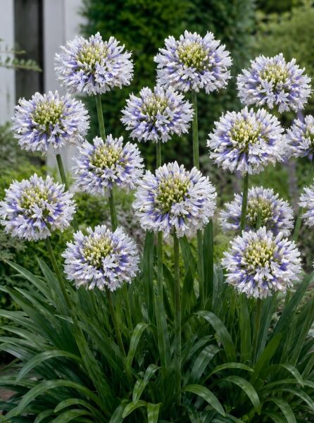 Afrikanische Schmucklilie 'Queen Mother' - Agapanthus africanus 'Queen Mother'