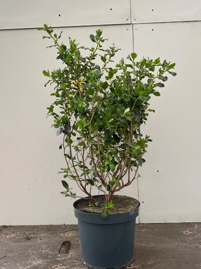 Andenstrauch &#039;Iveyi&#039; / Escallonia &#039;Iveyi&#039;