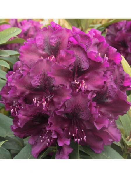 Rhododendron 'Midnight Beauty'  / Rhododendron Hybride 'Midnight Beauty'