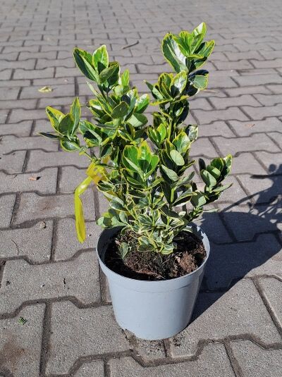 Gelbbunter Japanischer Spindelstrauch 'Aureomarginatus' / Gelbbunter Japanischer Spindelstrauch 'Aureomarginatus'