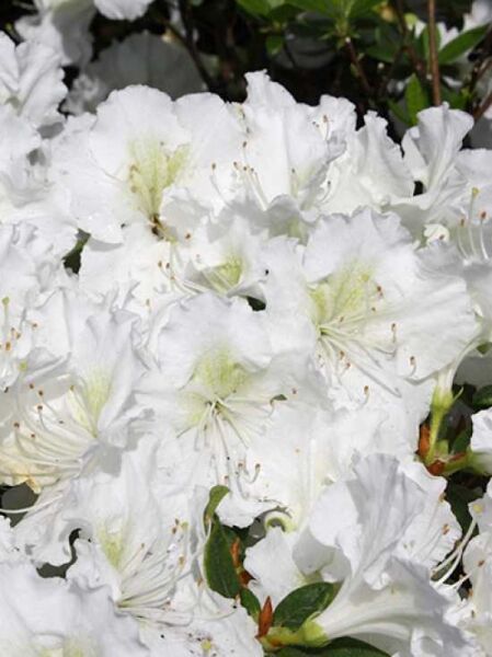 Rhododendron obtusum 'Maischnee' / Japanische Azalee 'Maischnee' mit weißen Blüten und grünen Blättern