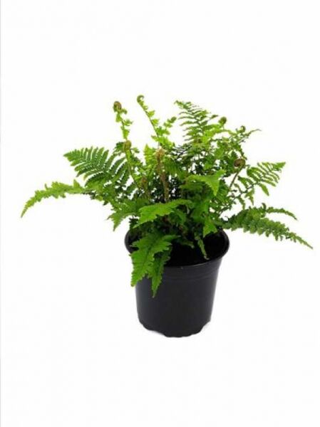 Krauser Goldschuppenfarn 'Crispa' (Dryopteris affinis 'Crispa') im schwarzen Pflanztopf, C2, mit krausen grünen Wedeln.