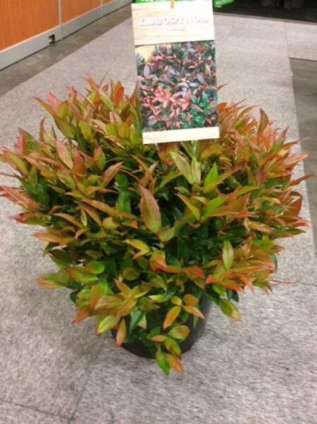 Traubenheide 'Zeblid' / Leucothoe axillaris 'Zeblid'