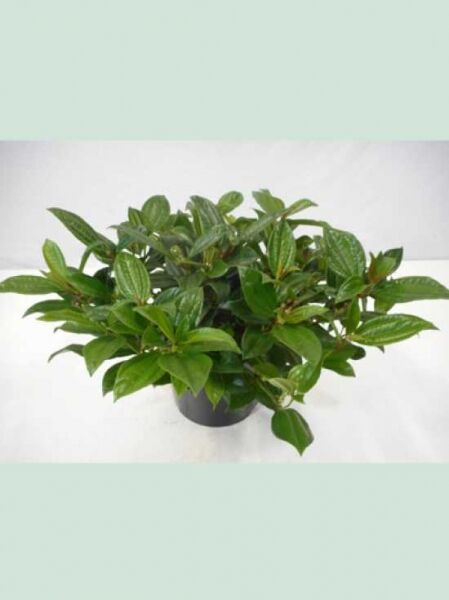 Viburnum davidii, Immergrüner Kissen-Schneeball 50-60 cm (breit) C12, buschige Pflanze im Topf mit glänzend grünen Blättern.