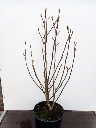 Magnolia soulangiana 'Lennei Alba' / Tulpen-Magnolie 'Lennei Alba', 100-125 cm, C20 im Topf, verzweigter Strauch mit Knospen