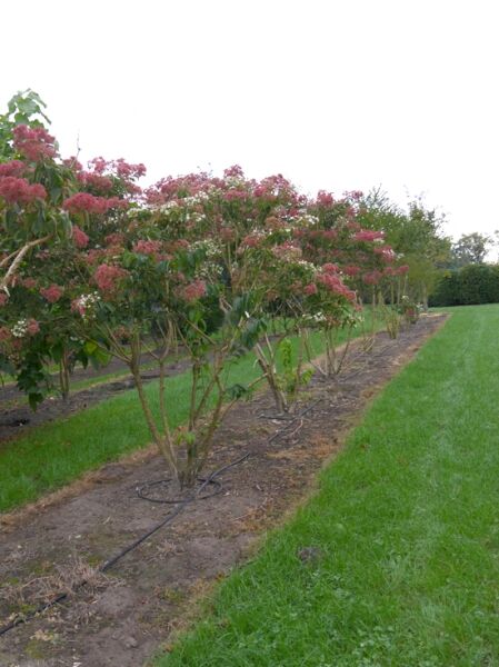 Sieben-Söhne-des-Himmels-Strauch (Heptacodium miconioides) mehrstämmig, Strauchreihe im Feld, mit rosa Blütenständen