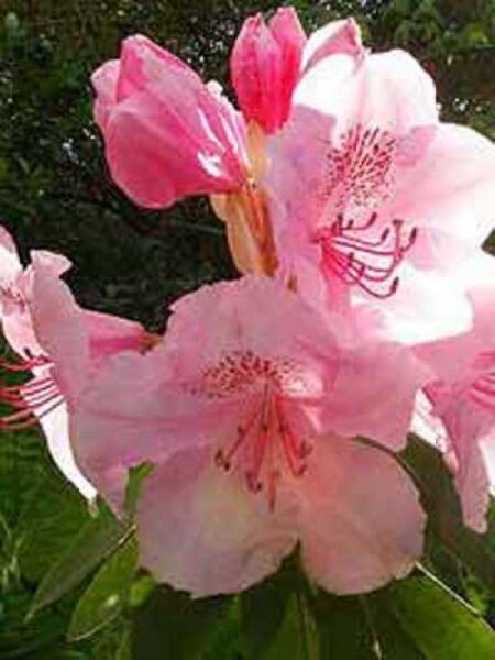 Rhododendron 'Albert Schweizer' / Rhododendron Hybride 'Albert Schweizer'