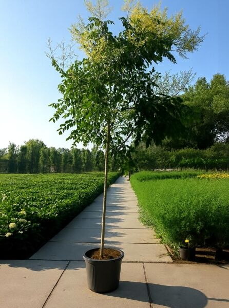 Koelreuteria paniculata (Blasenesche) Hochstamm 12-14 StU im Container, junger Baum mit grünen Blättern und gelben Blütenrispen.