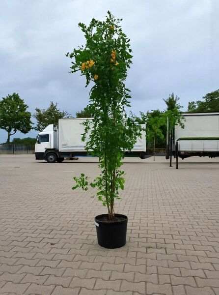 Colutea arborescens (Blasenstrauch) 150-175 cm C20, hoher Strauch im Container mit grünem Laub und gelben Blüten.