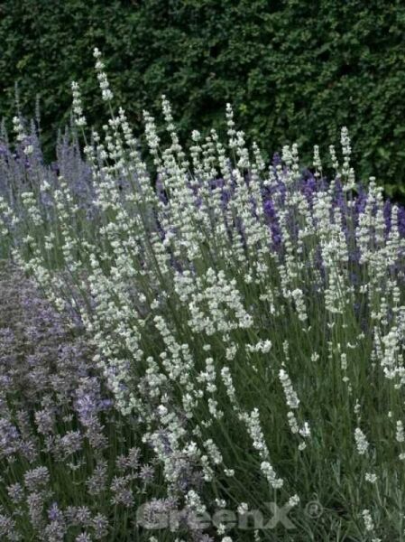 Lavandula angustifolia 'Arctic Snow' / Echter Lavendel